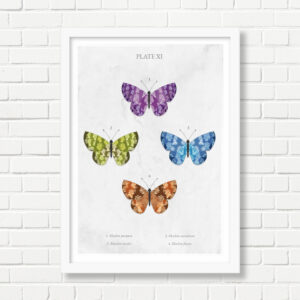 A4 Art Print -  Butterflies: Plate XI