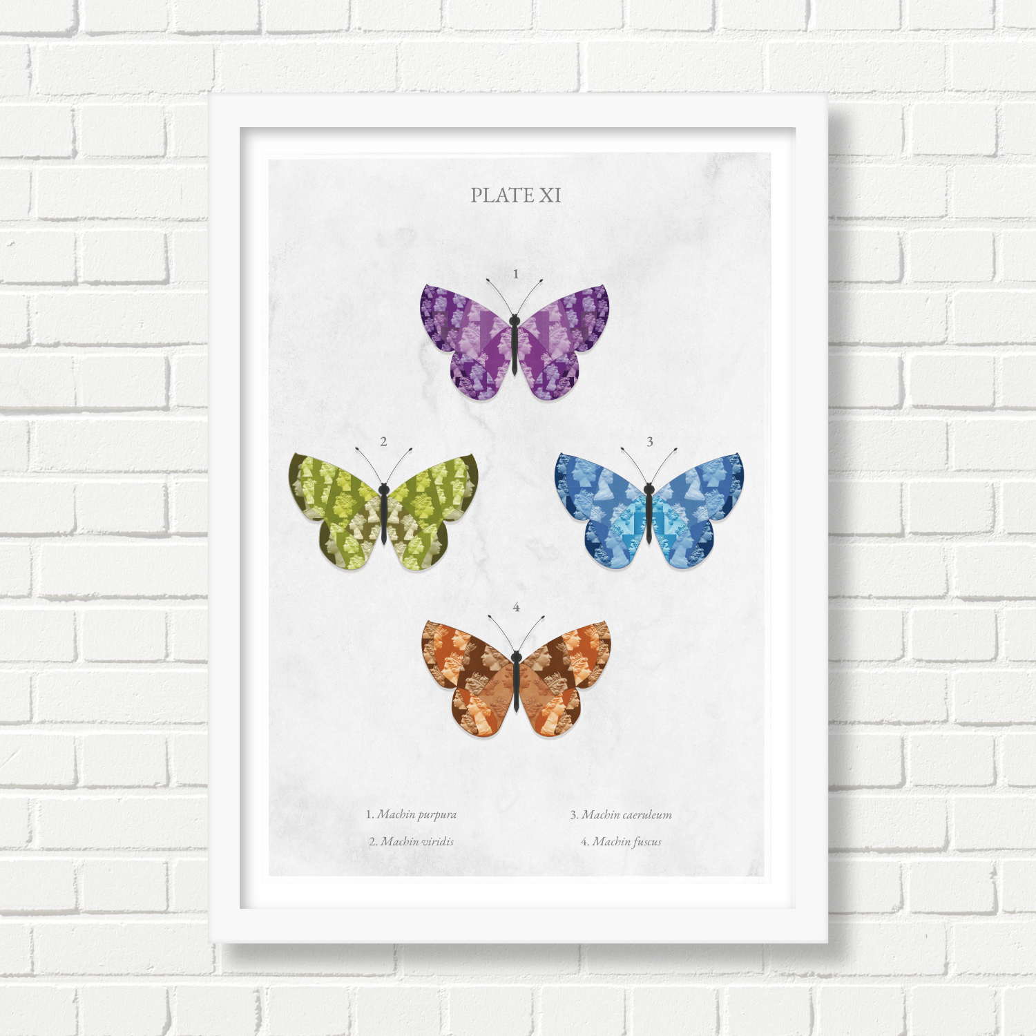 A4 Art Print -  Butterflies: Plate XI