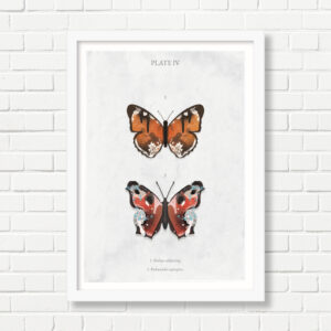 A4 Art Print -  Butterflies: Plate IV