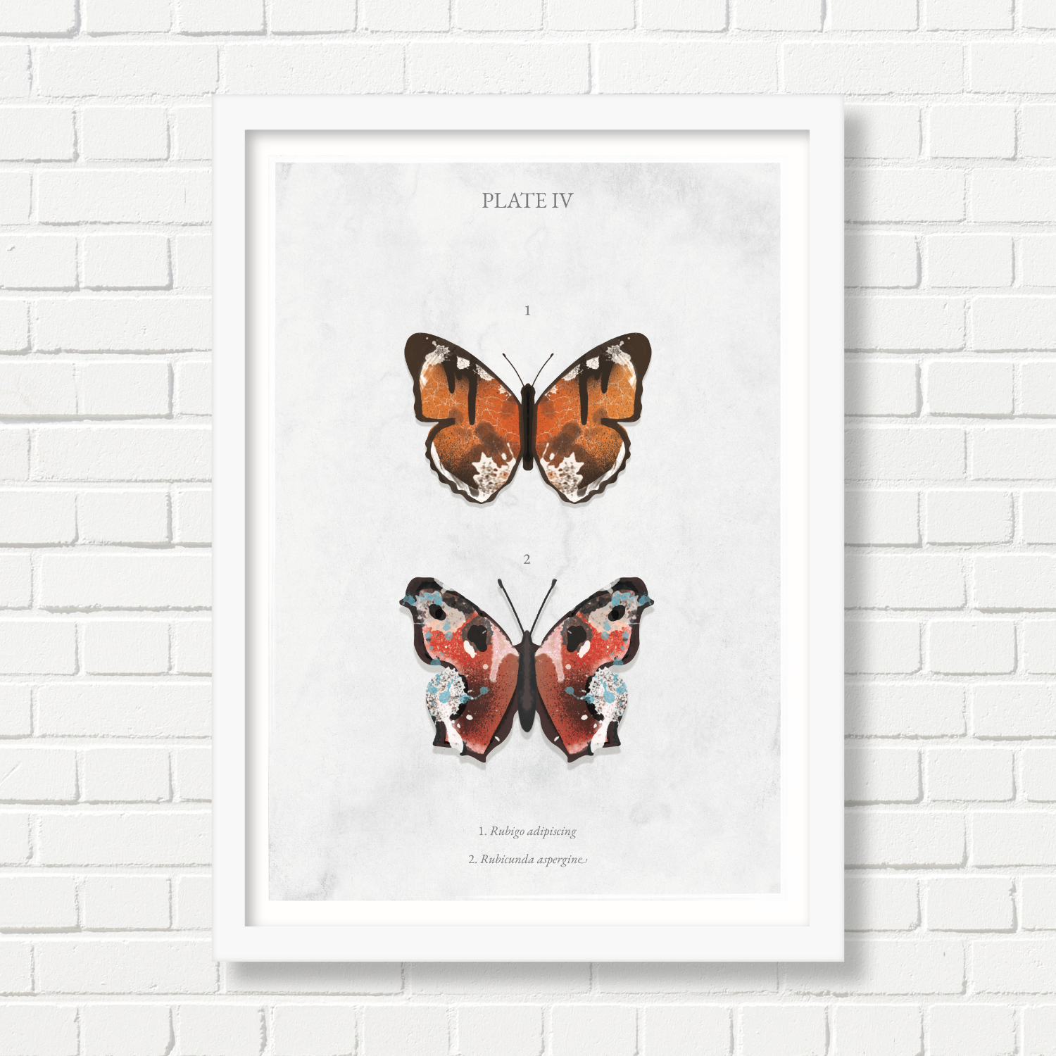 A4 Art Print -  Butterflies: Plate IV