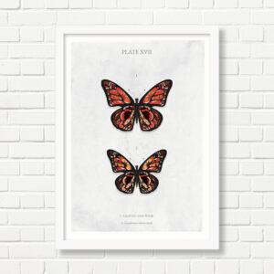 A4 Art Print -  Butterflies: Plate XVII